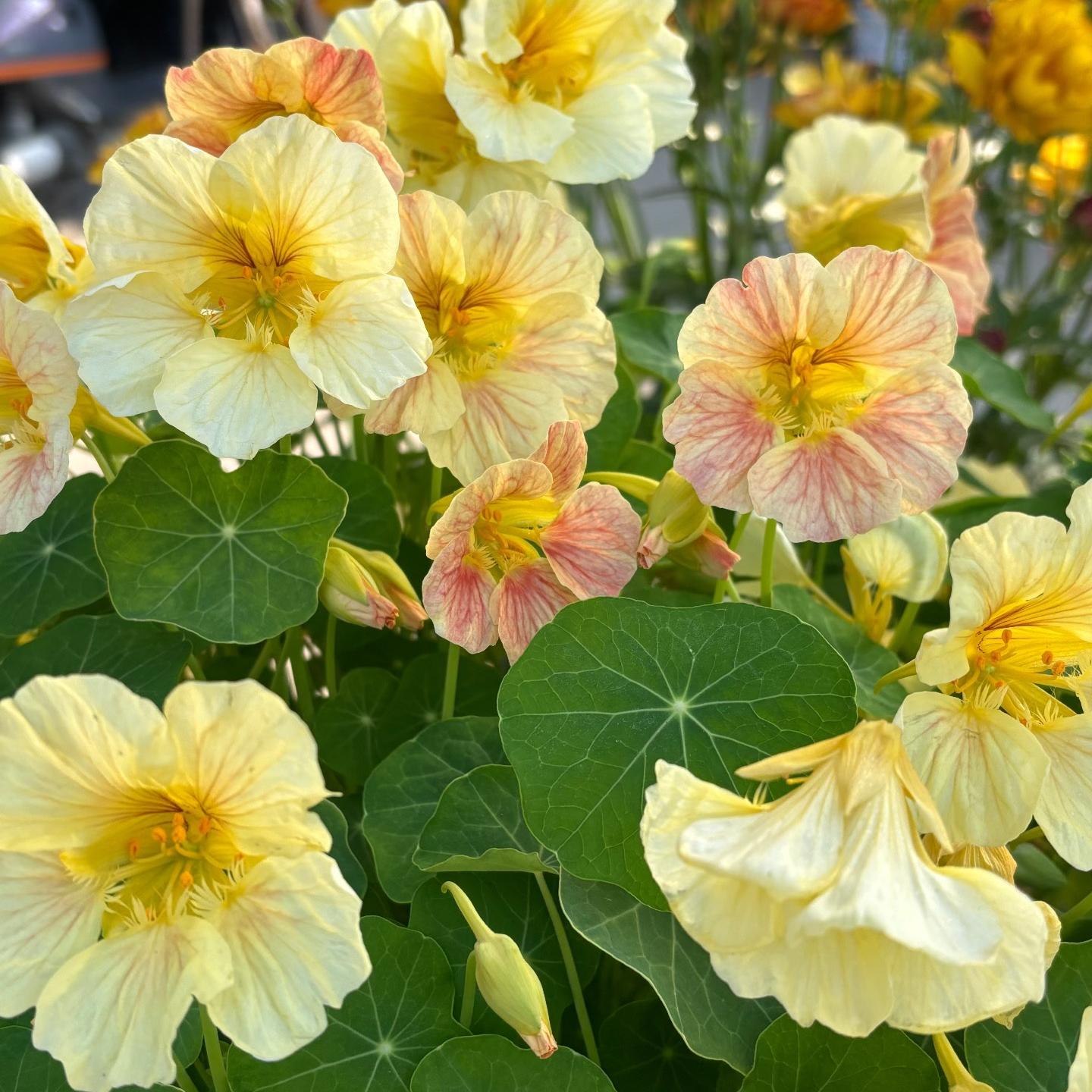 Nasturtium Seeds color Yellow
