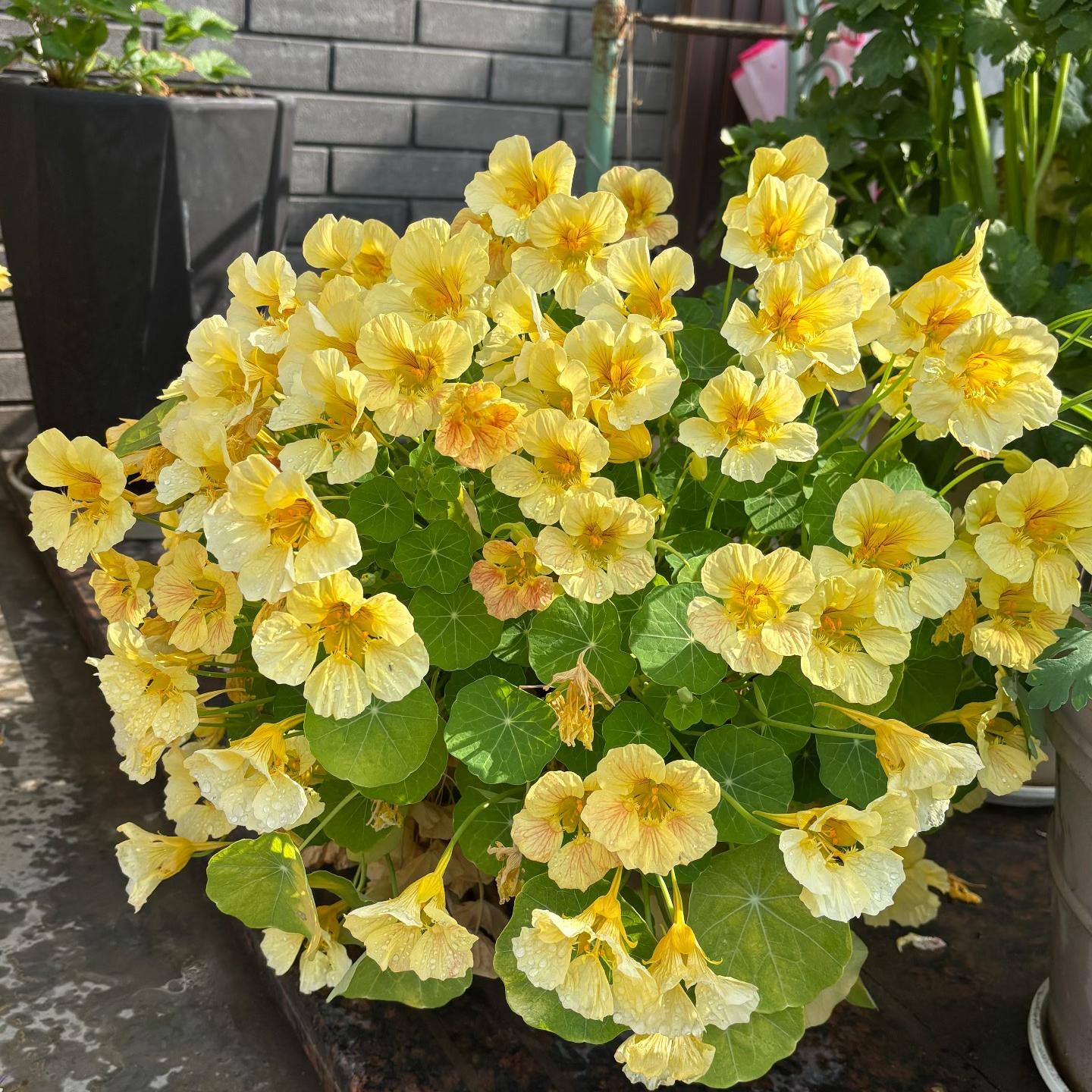Nasturtium Seeds color Yellow