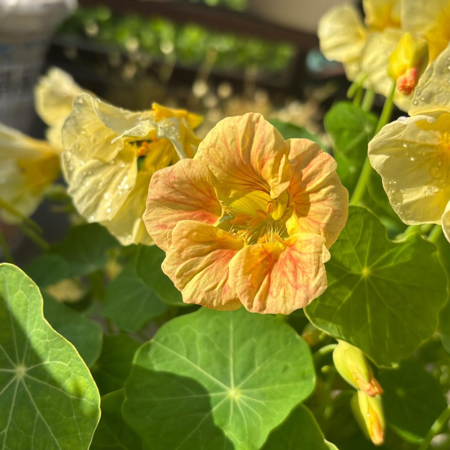 Nasturtium Seeds color Yellow