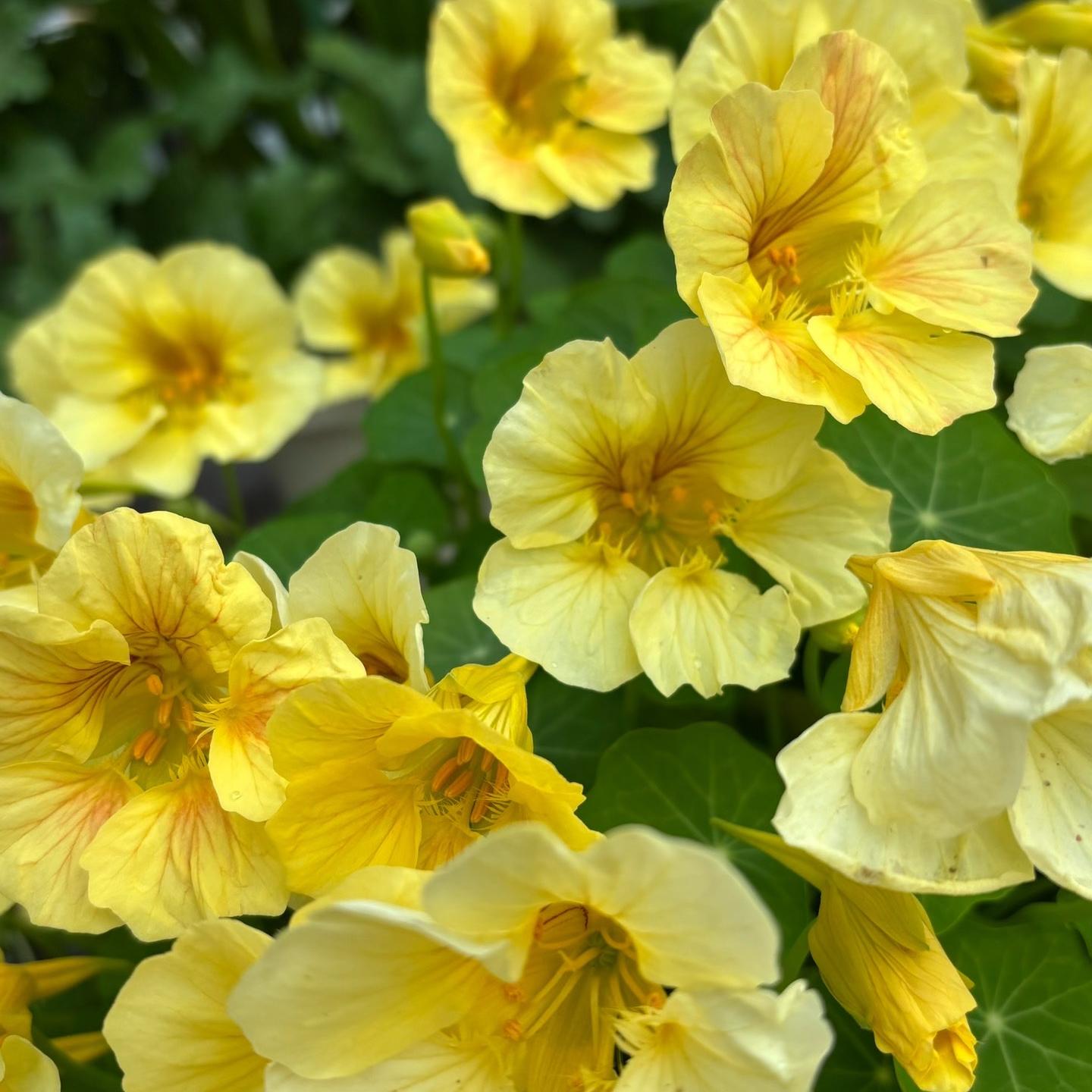 Nasturtium Seeds color Yellow