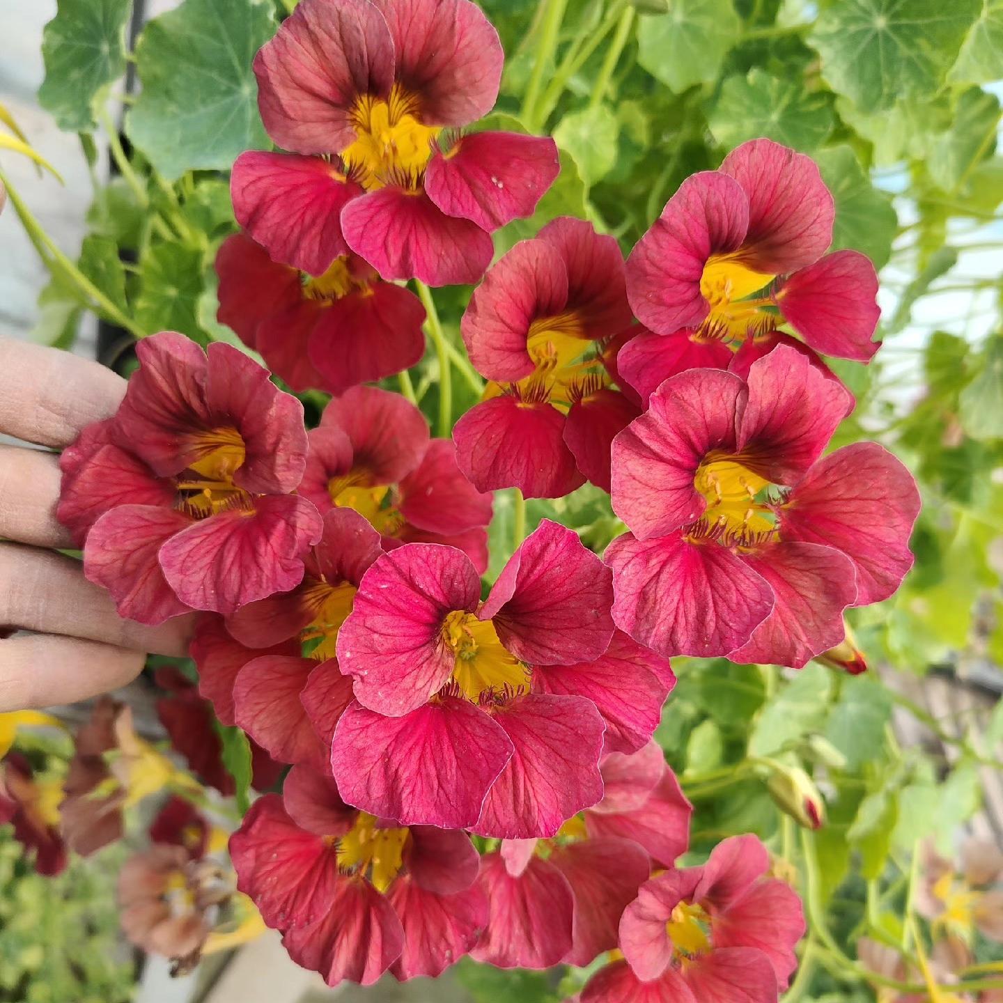 Nasturtium Seeds color purplish red