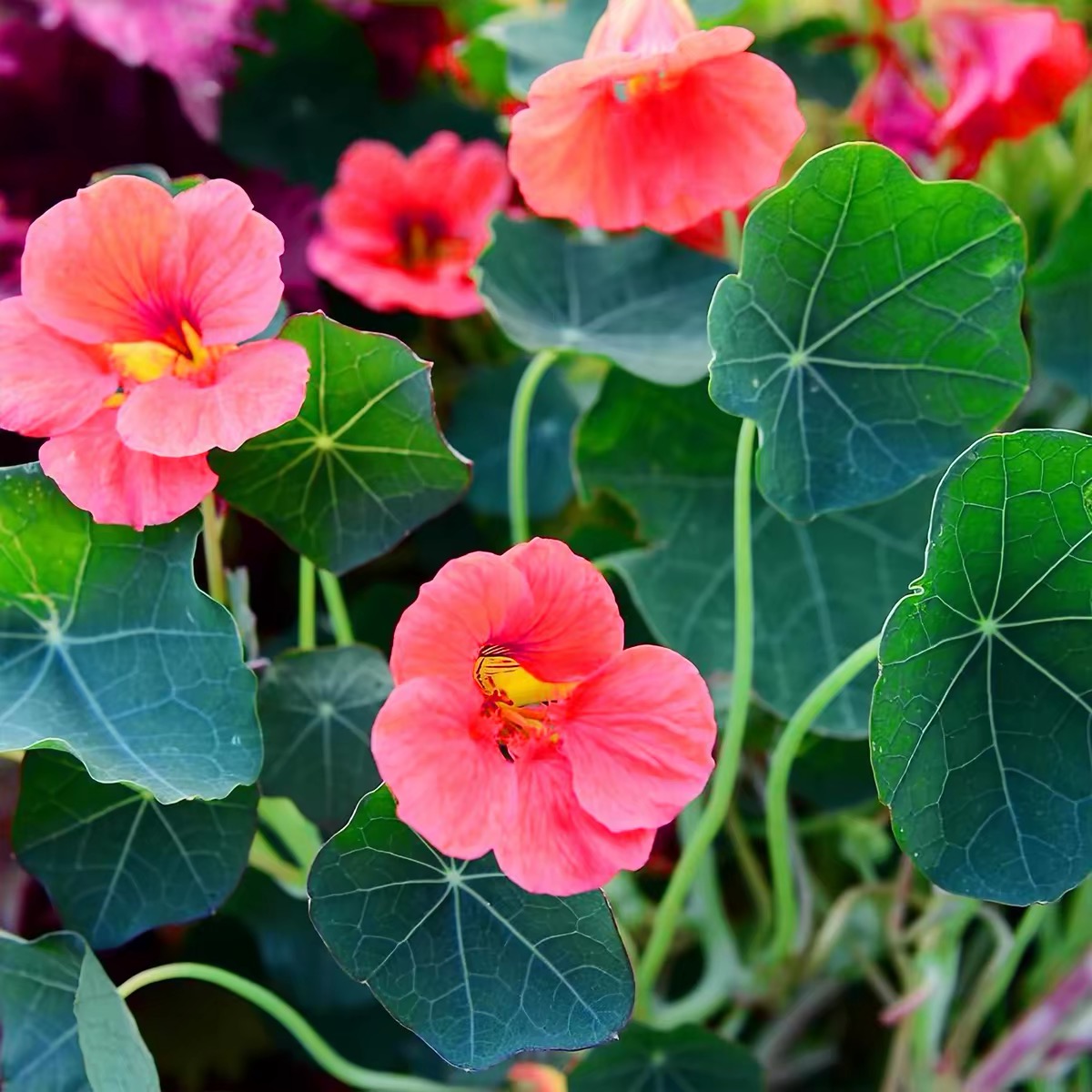 Nasturtium Seeds color pink