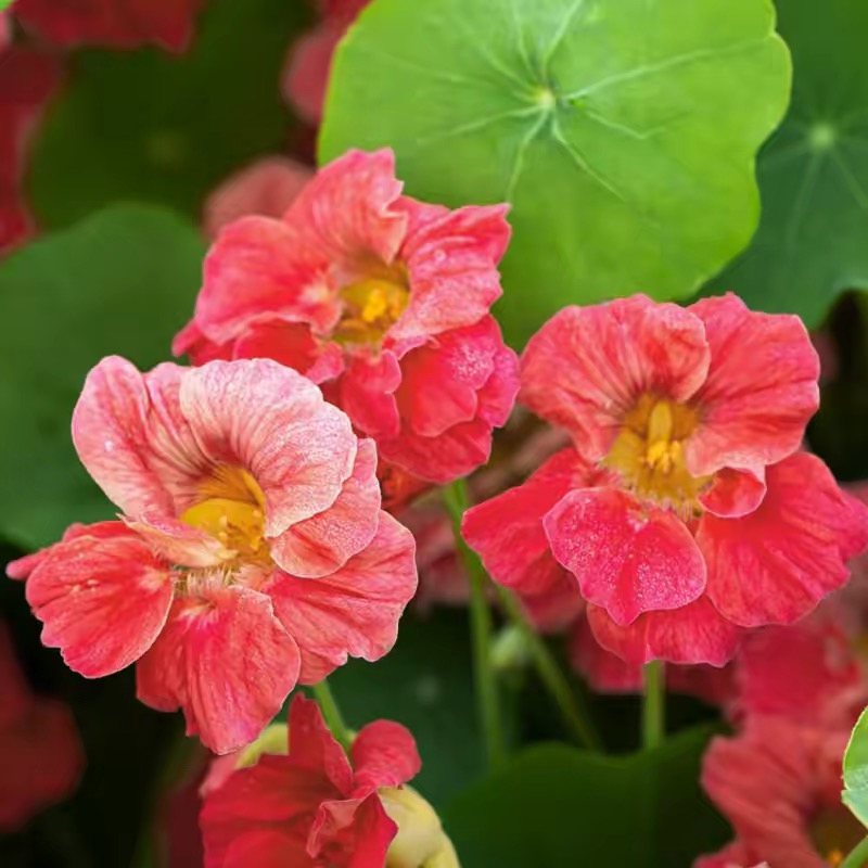 Nasturtium Seeds color pink