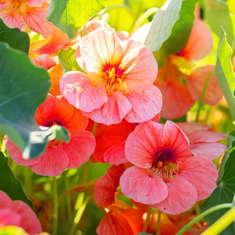 Nasturtium Seeds color pink