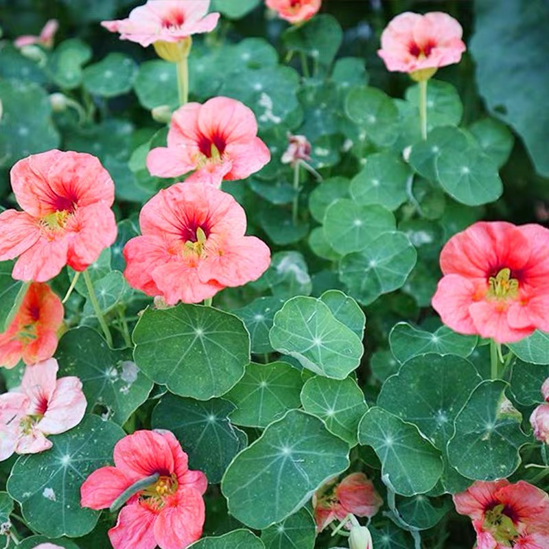 Nasturtium Seeds color pink