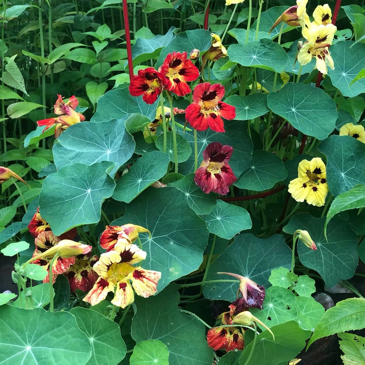 Nasturtium Seeds color Yellow gradient