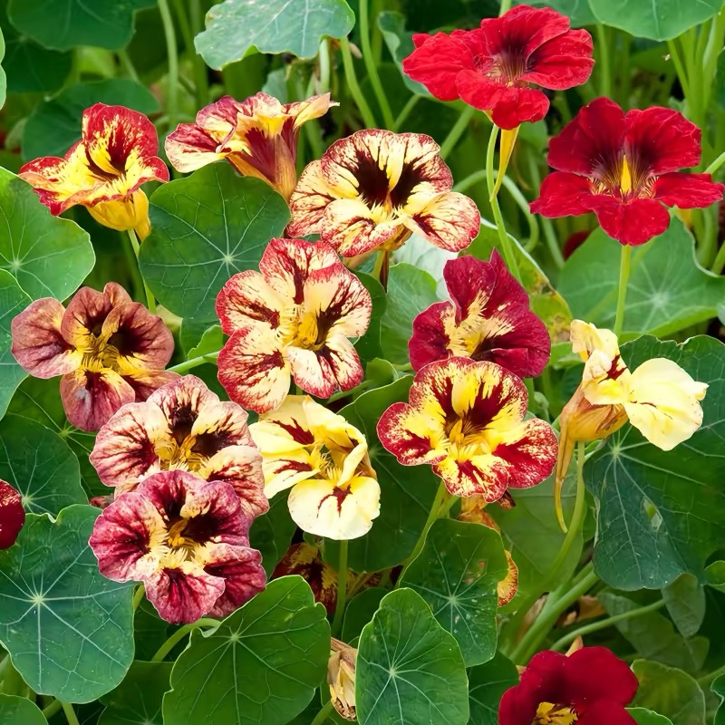 Nasturtium Seeds color Yellow gradient