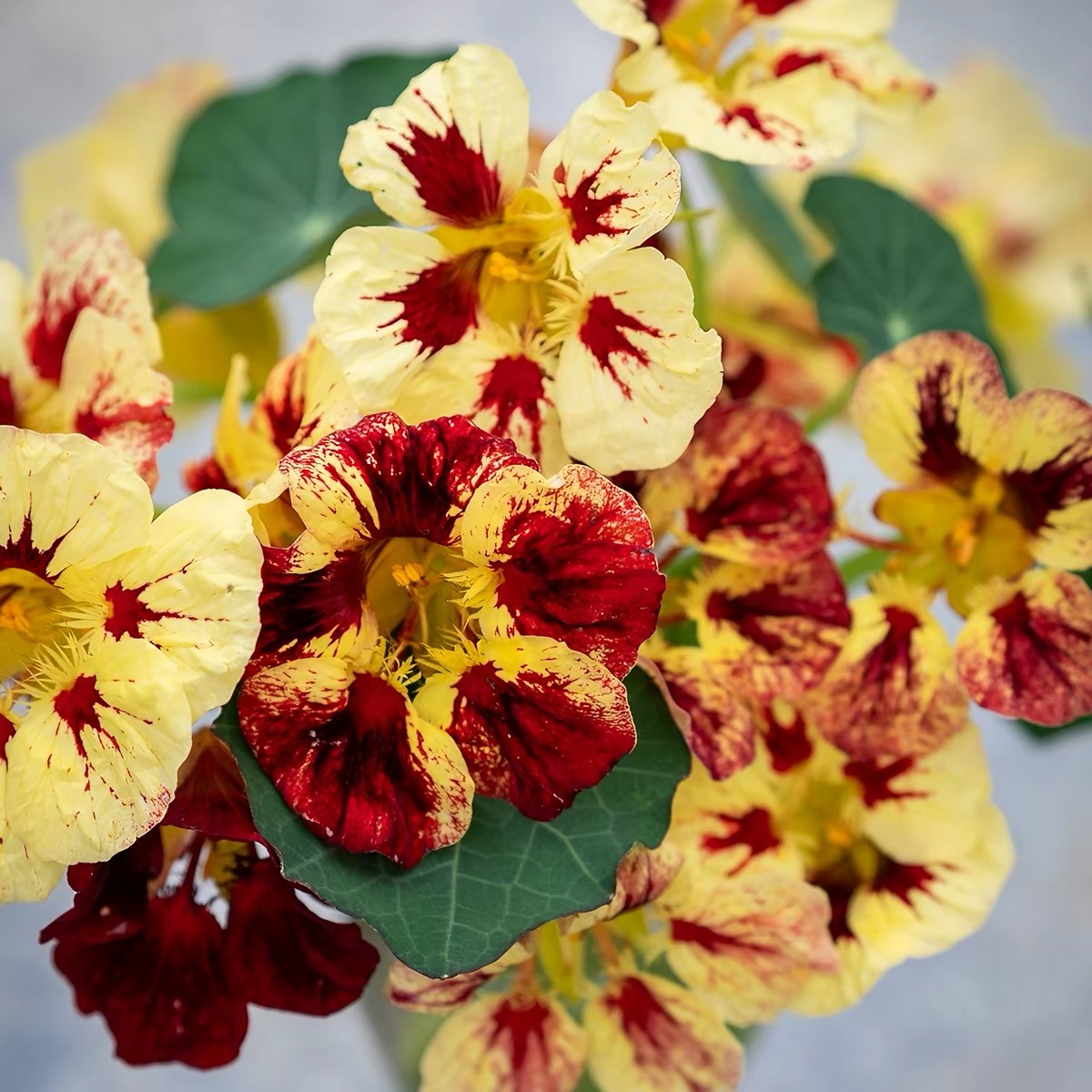 Nasturtium Seeds color Yellow gradient