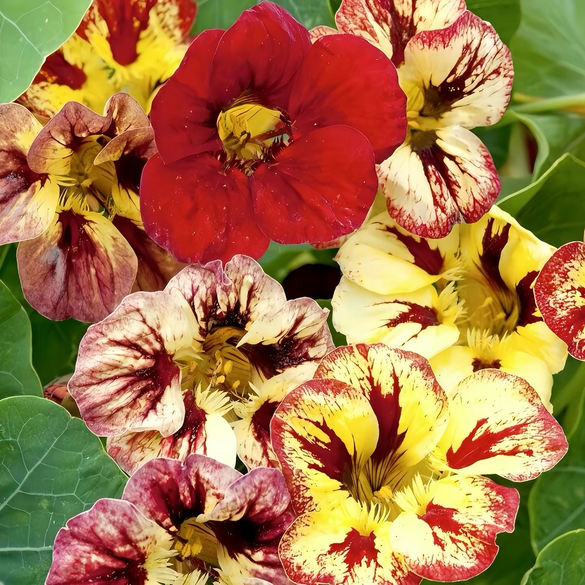 Nasturtium Seeds color Yellow gradient