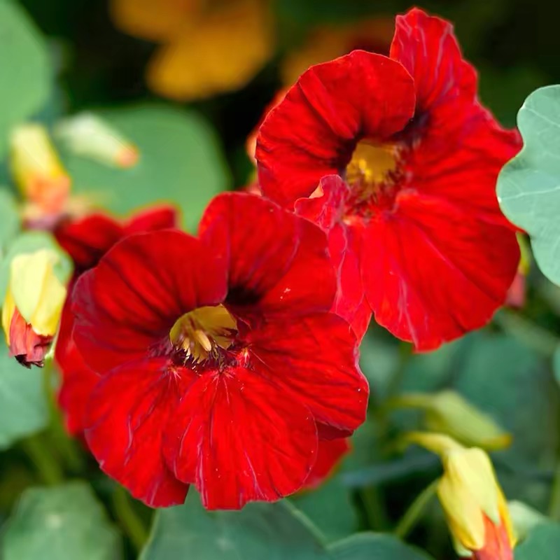 Nasturtium Seeds color red