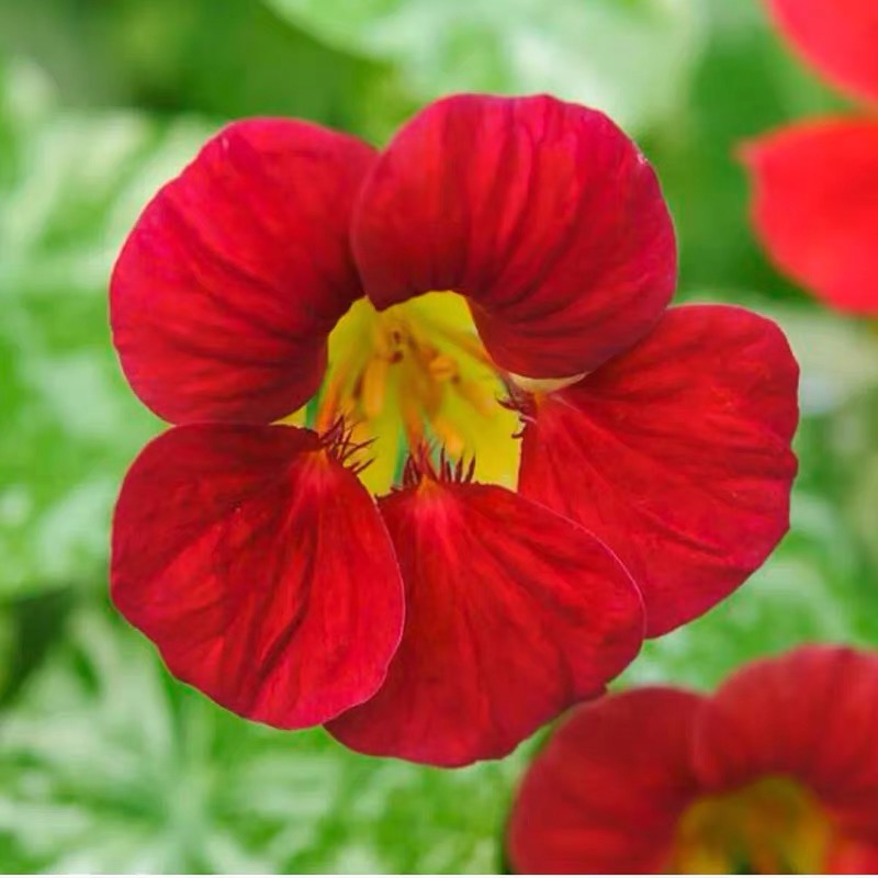 Nasturtium Seeds color red