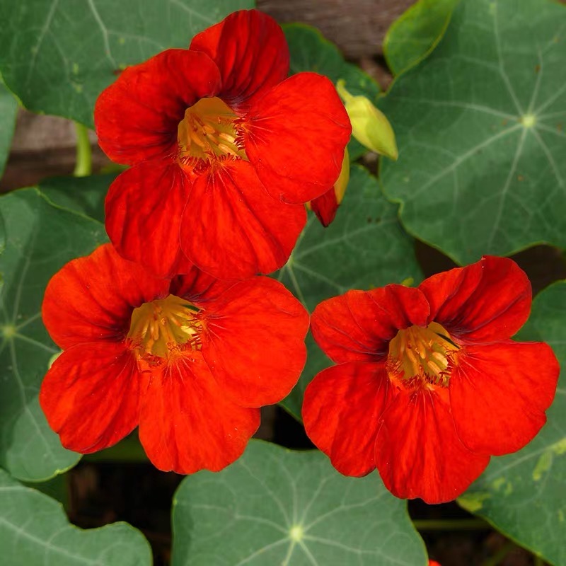 Nasturtium Seeds color red