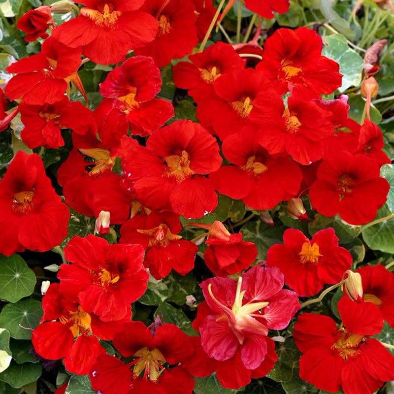 Nasturtium Seeds color red