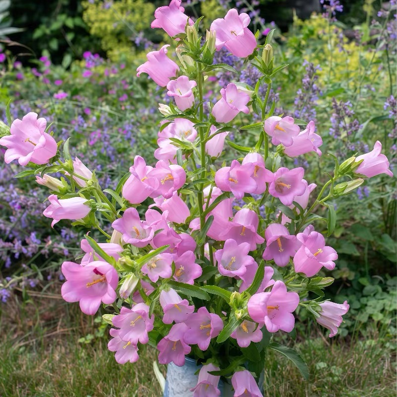 Campanula Seeds Color pink