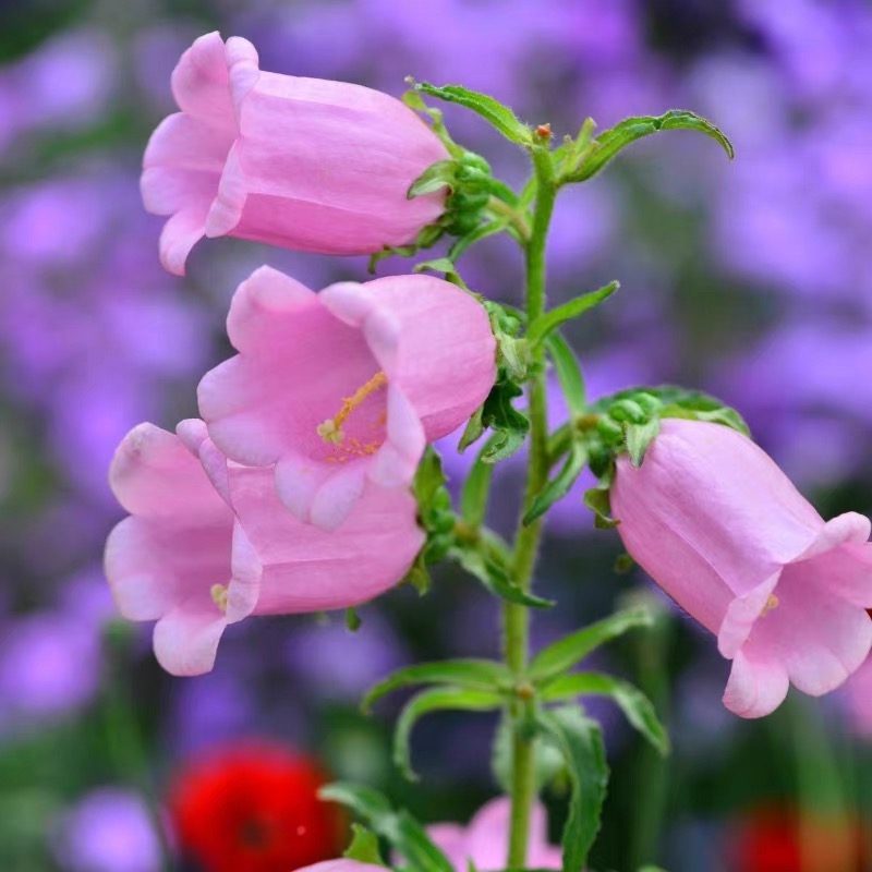 Campanula Seeds Color pink