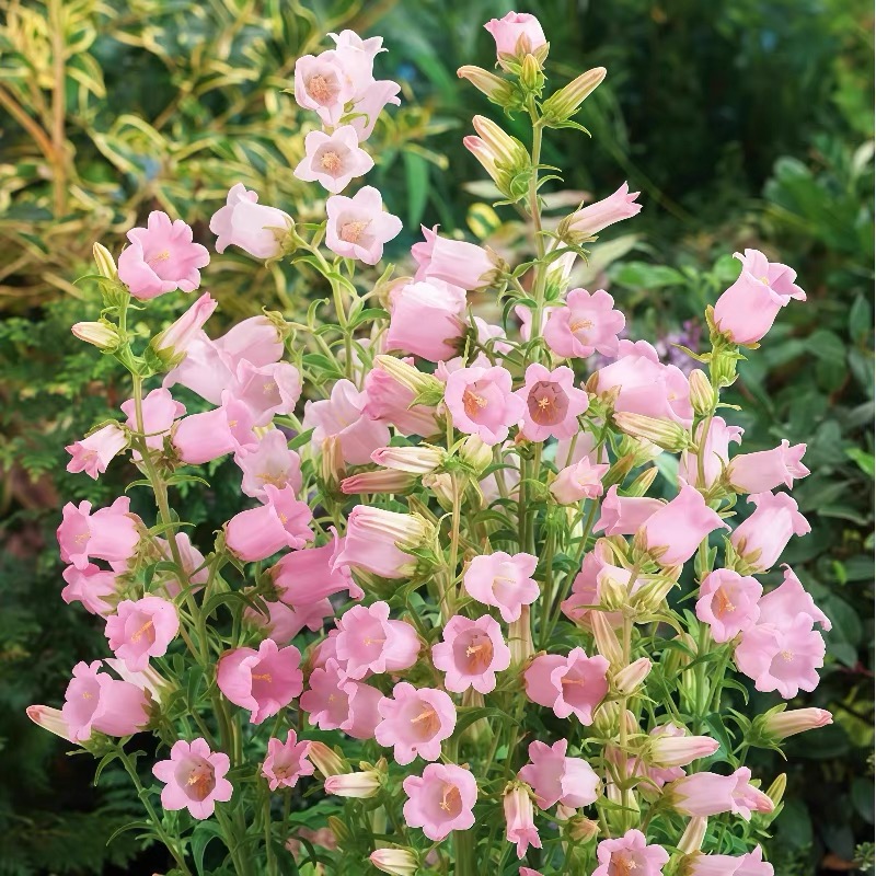 Campanula Seeds Color mixing