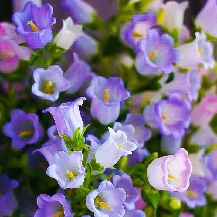 Campanula Seeds Color Purple