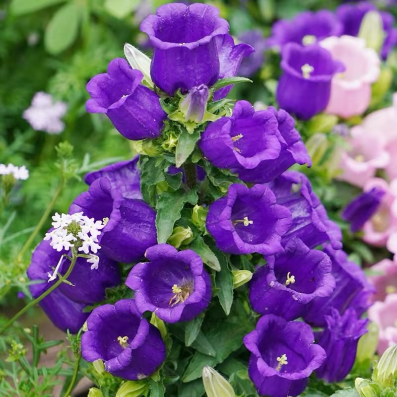 Campanula Seeds Color Purple