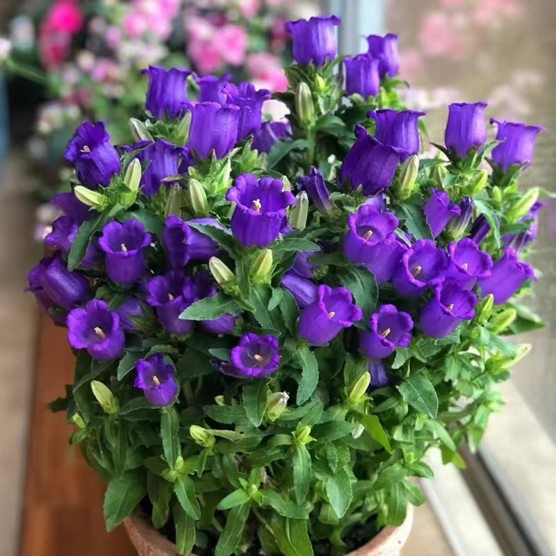 Campanula Seeds Color Purple
