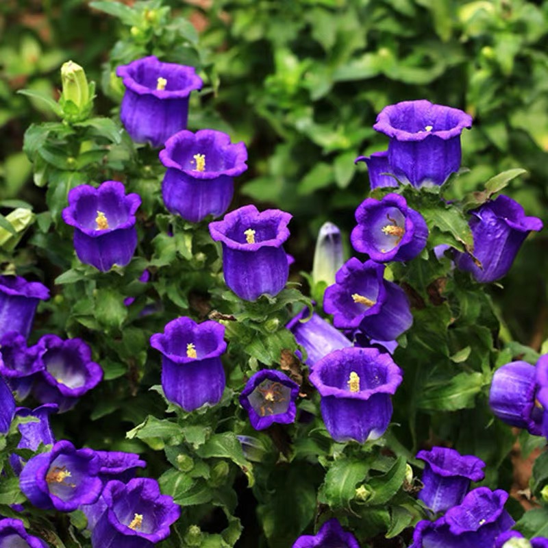 Campanula Seeds Color Purple