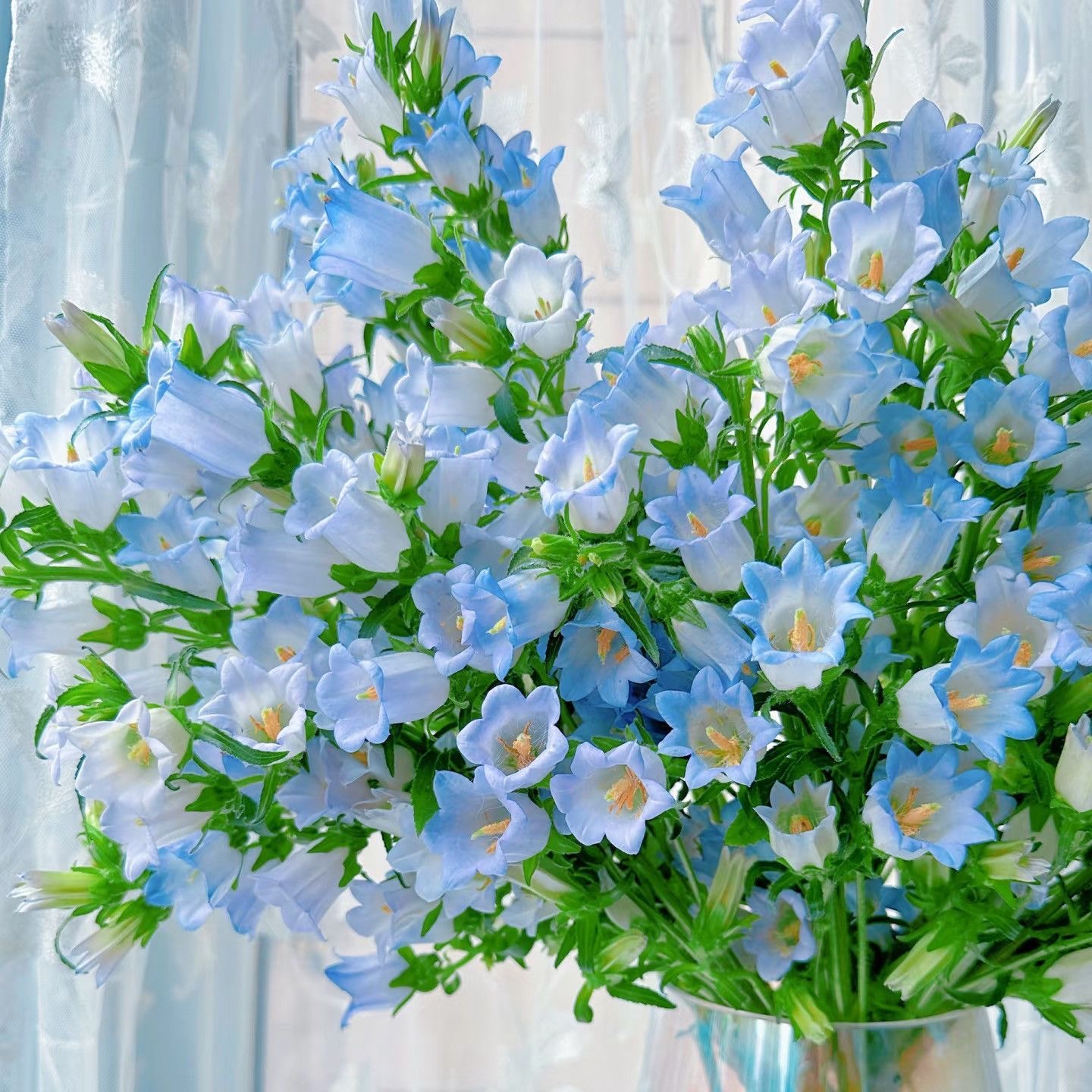 Campanula Seeds Color light blue
