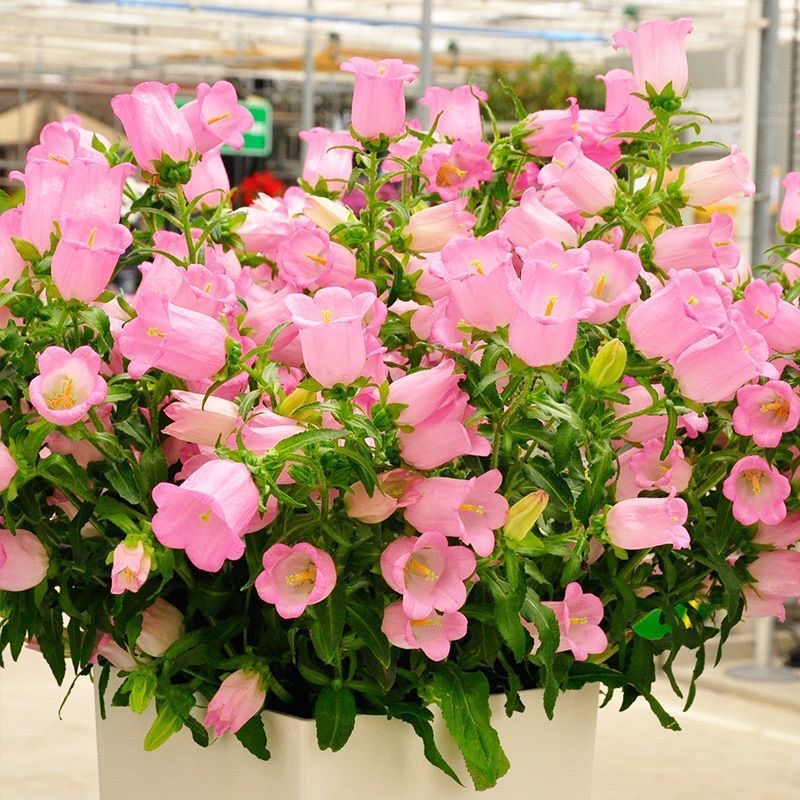 Campanula Seeds Color pink