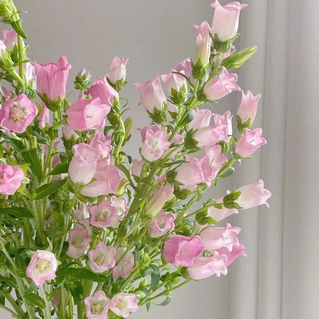 Campanula Seeds Color pink