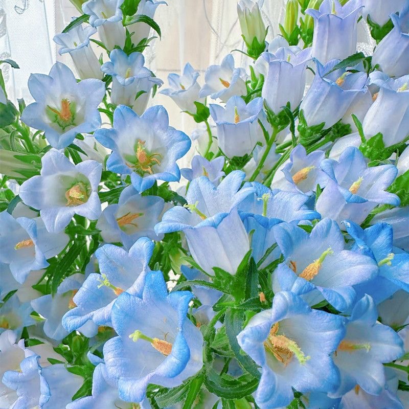 Campanula Seeds Color light blue