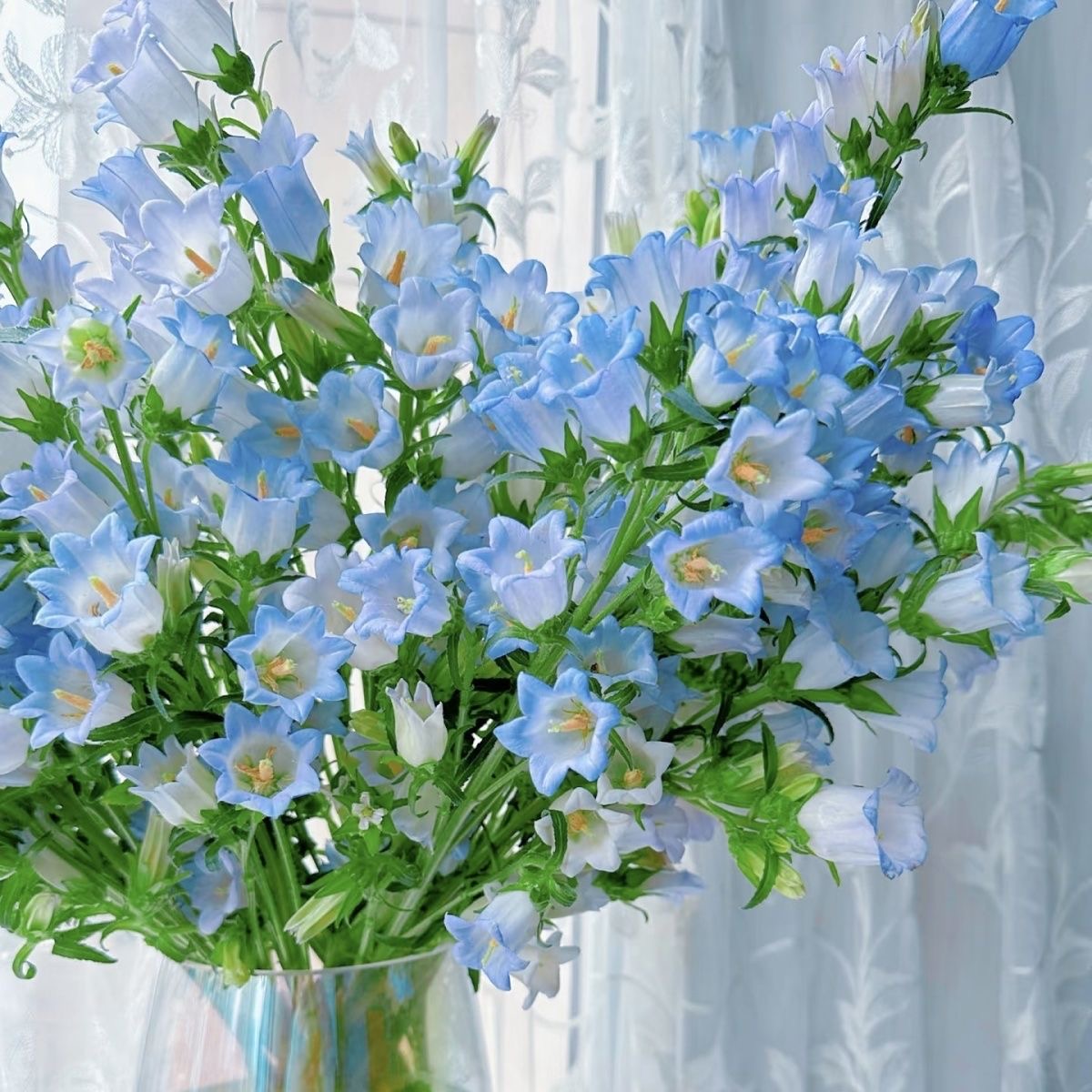 Campanula Seeds Color light blue