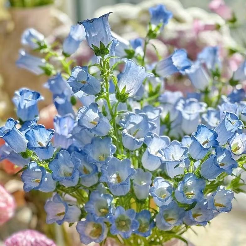 Campanula Seeds Color light blue