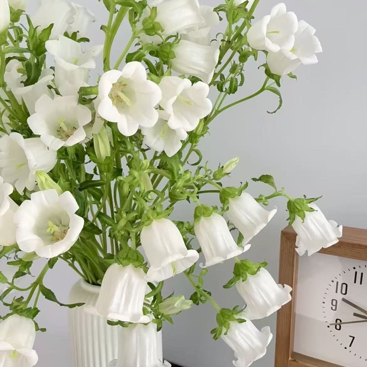 Campanula Seeds Color White