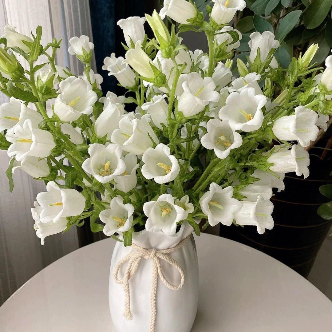 Campanula Seeds Color White