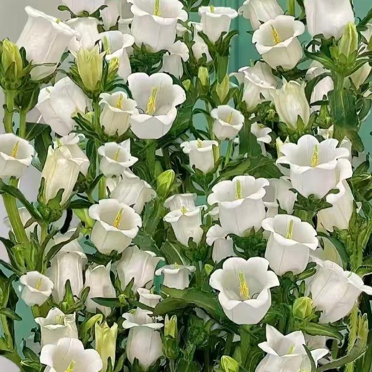 Campanula Seeds Color White