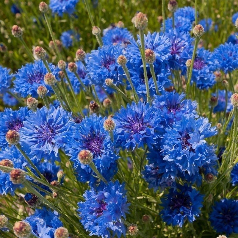 Cornflower Seeds color blue