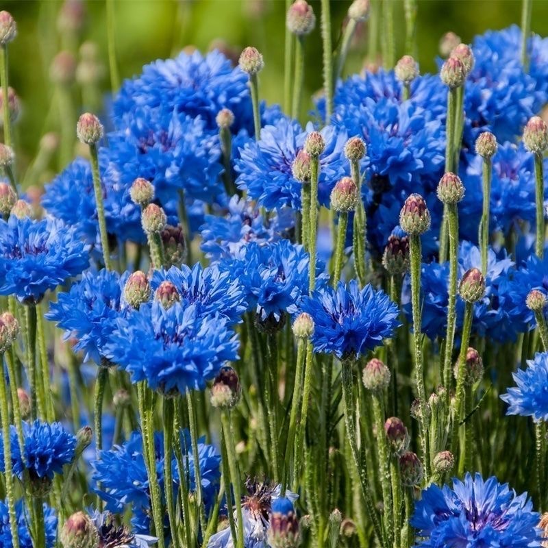 Cornflower Seeds color blue