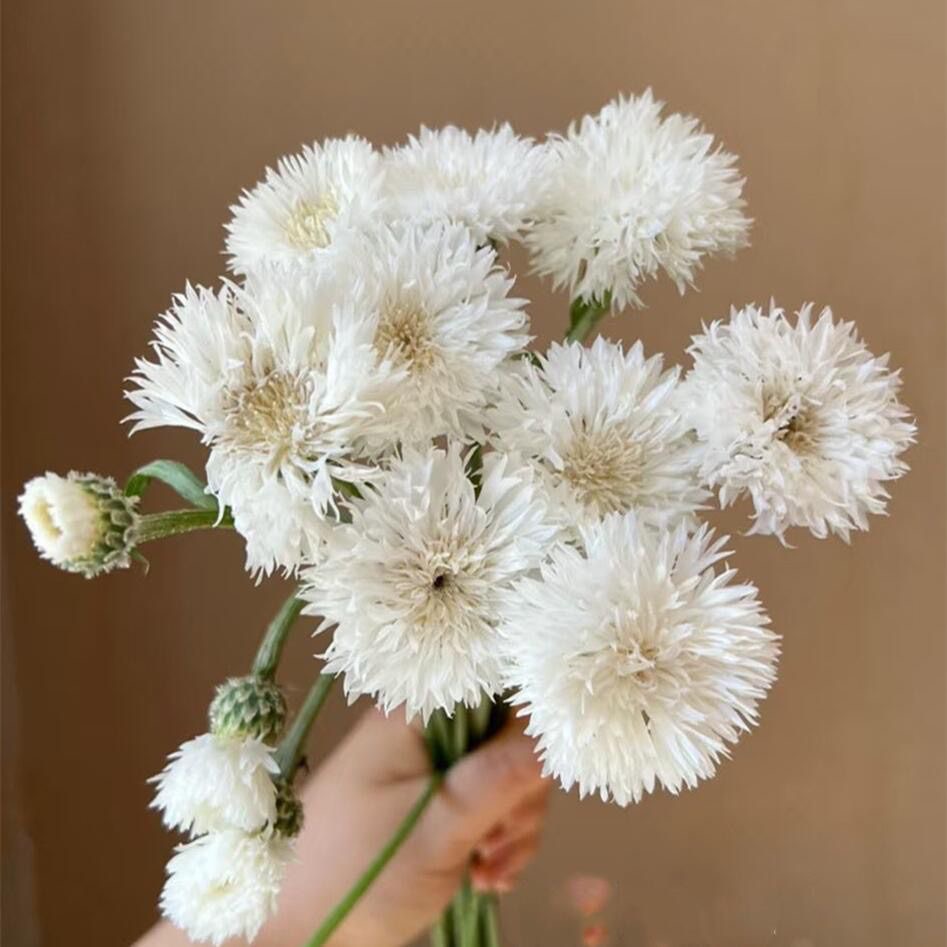 Cornflower Seeds color white