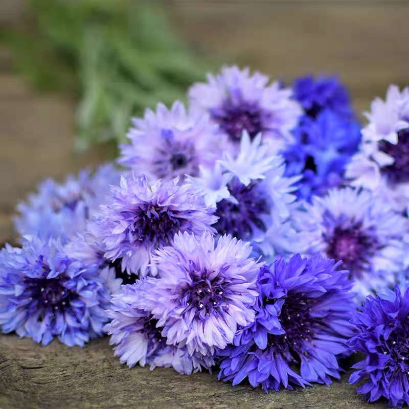Cornflower Seeds color blue