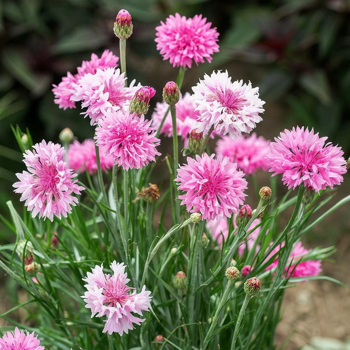 Cornflower Seeds color white