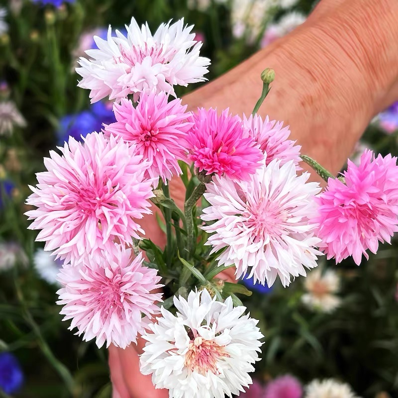 Cornflower Seeds color white