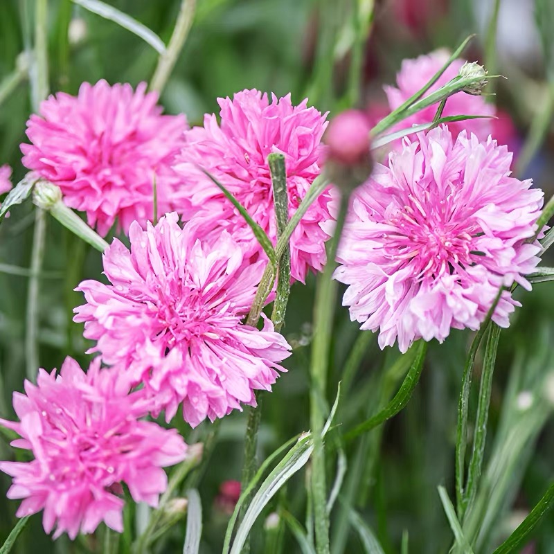 Cornflower Seeds color white