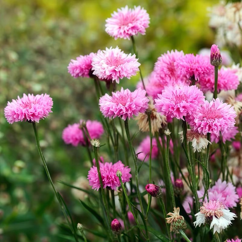 Cornflower Seeds color white