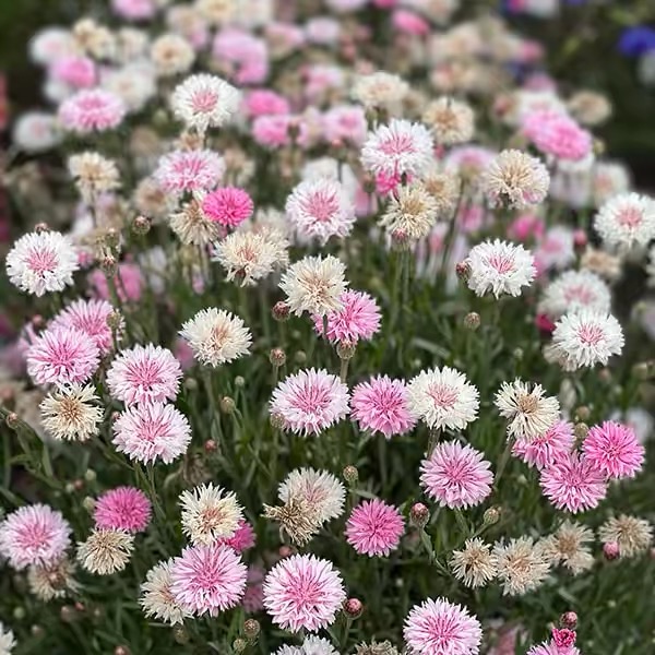 Cornflower Seeds color white