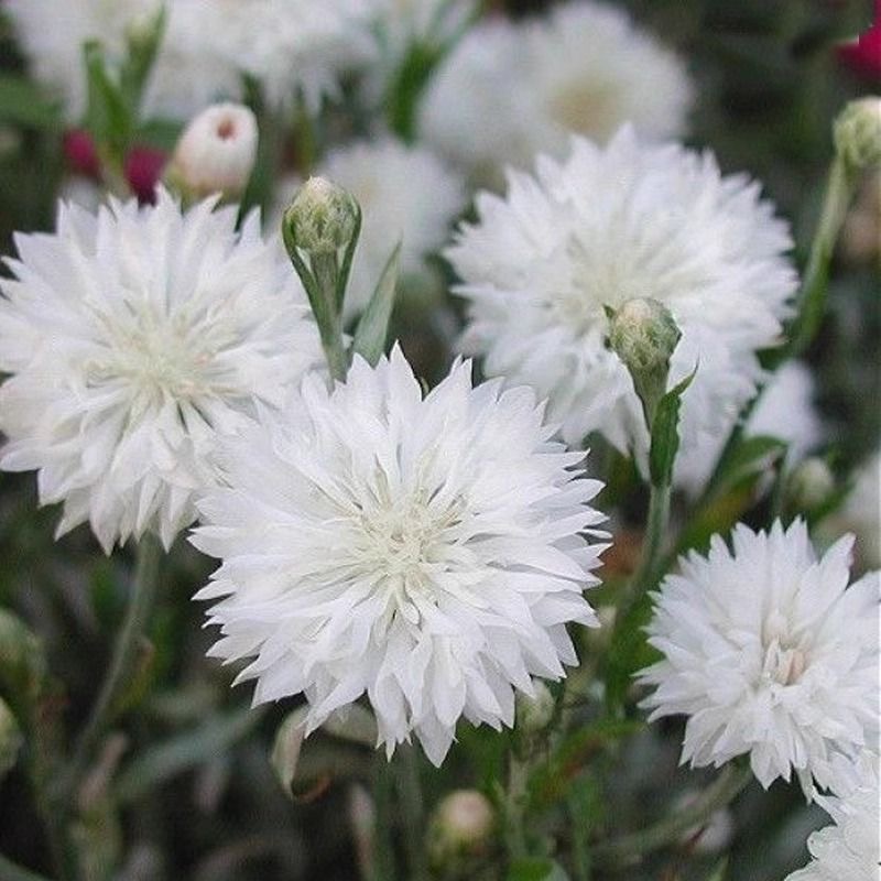 Cornflower Seeds color white