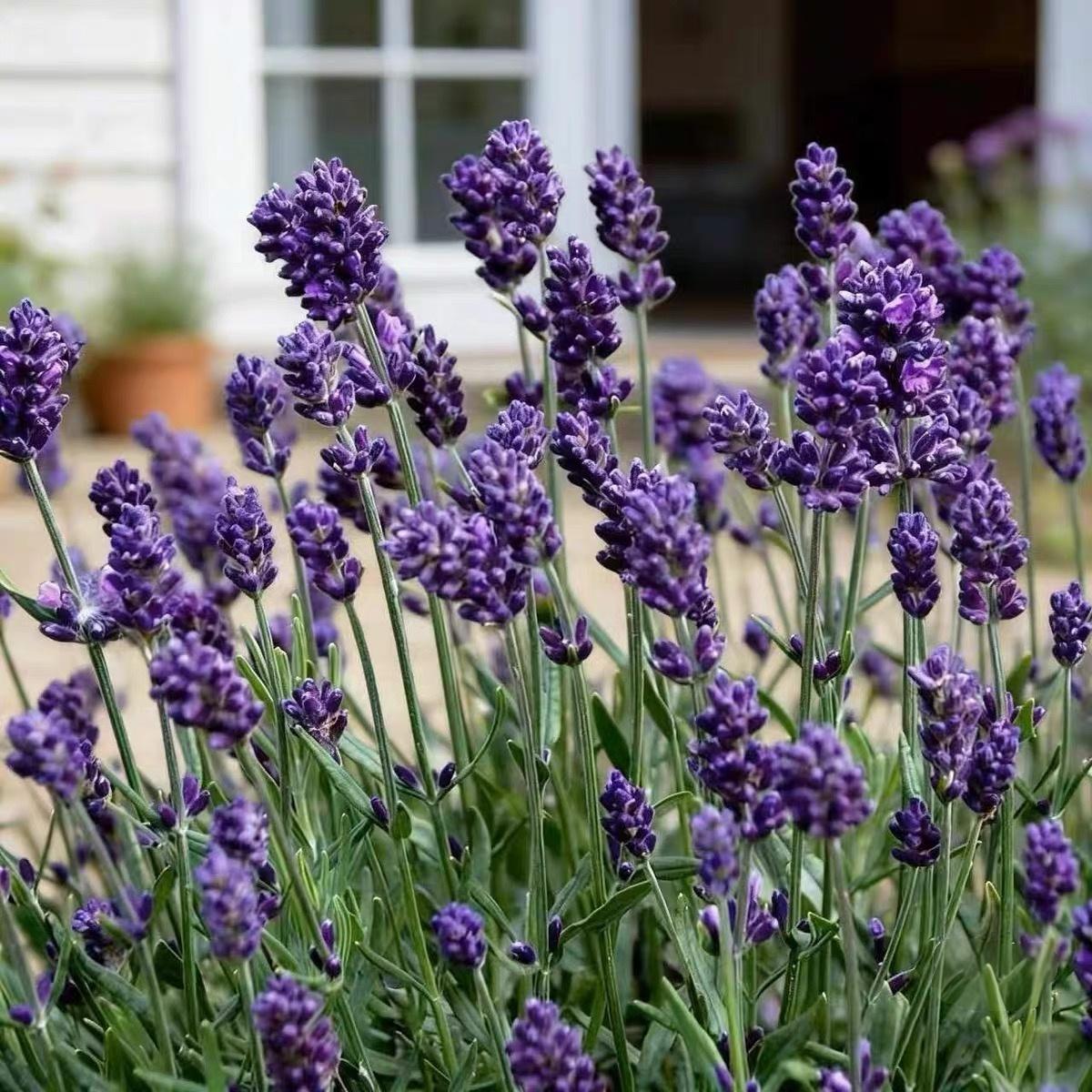 Lavender Seeds in French Purple