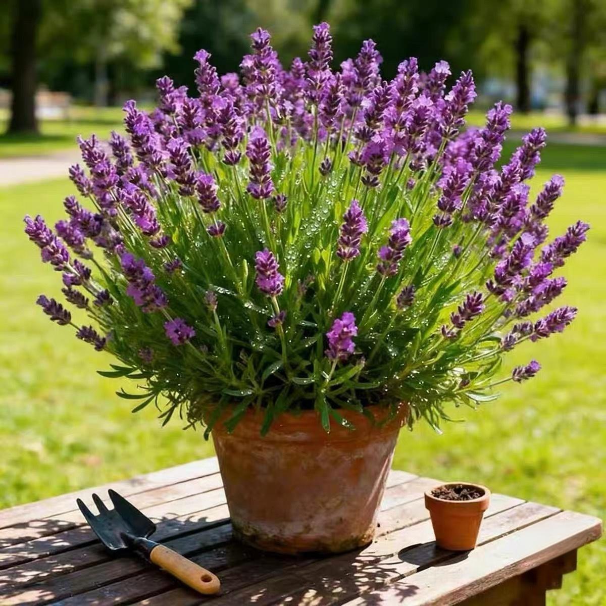 Lavender Seeds in French Purple
