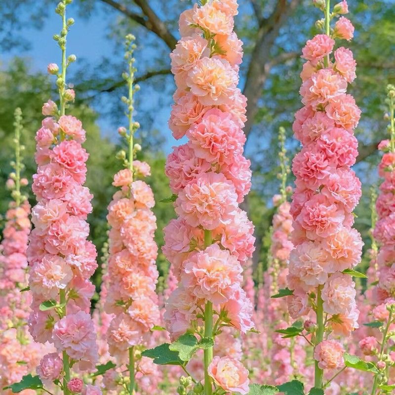 Hollyhock Seeds Color pink
