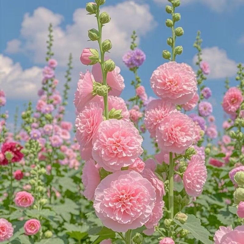 Hollyhock Seeds Color pink