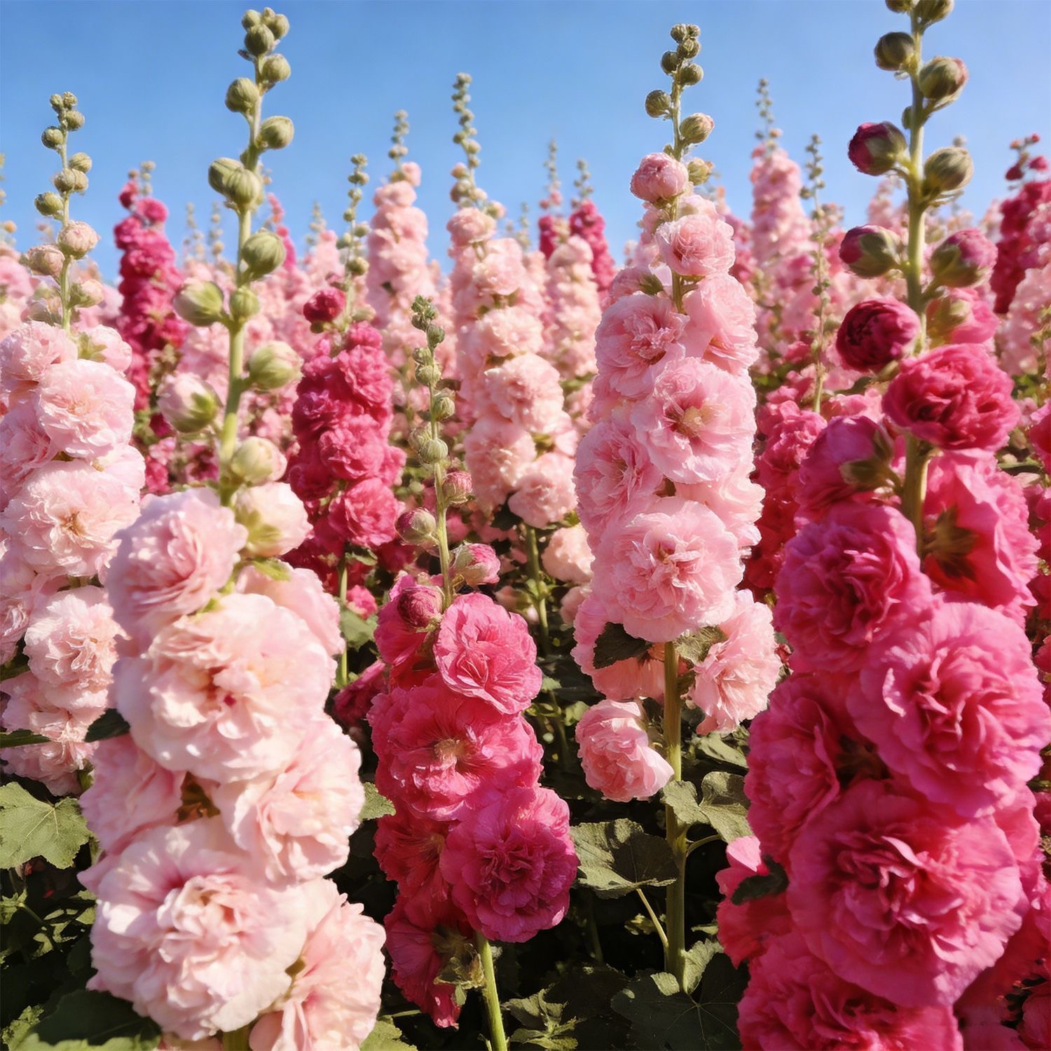 Hollyhock Seeds Color mixing