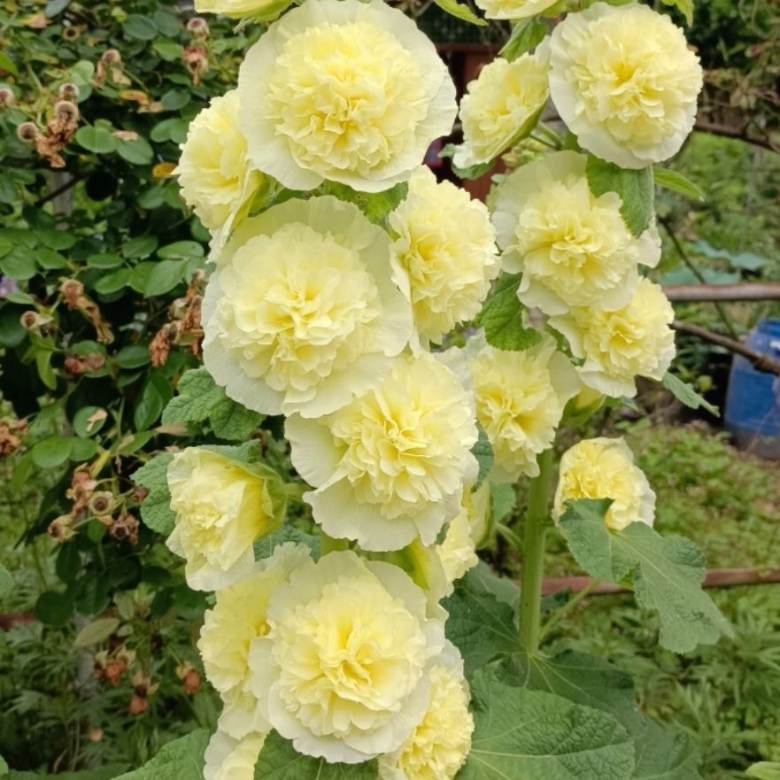 Hollyhock Seeds Color Yellow