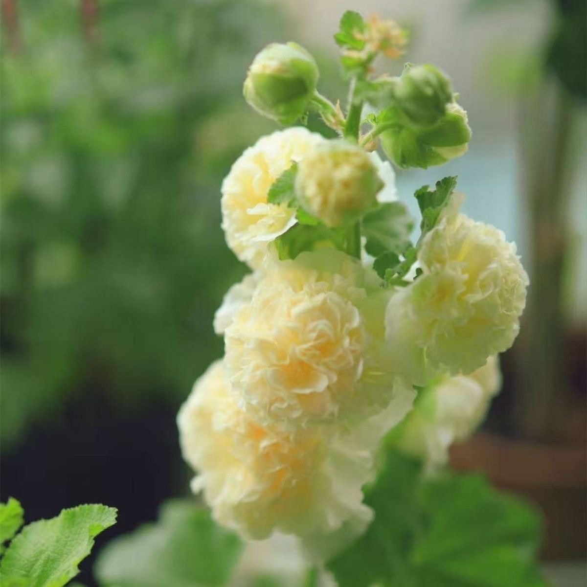Hollyhock Seeds Color Yellow
